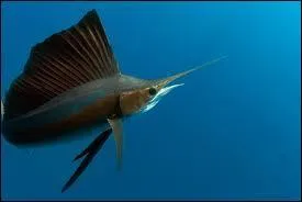 Comment s'appelle ce genre de poisson ?