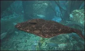 Comment s'appelle ce genre de poisson ?