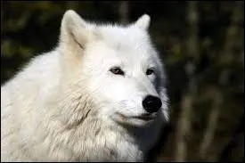 Comment s'appelle cet animal ?