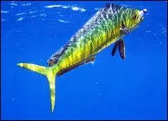 Comment s'appelle ce poisson ?