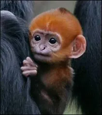 Comment s'appelle ce bb ?