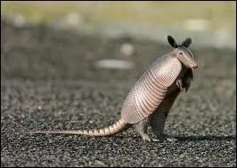 Comment s'appelle cette espce de cuirassier ?