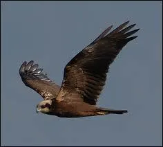 Comment s'appelle ce genre d'oiseau ?