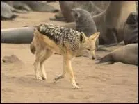 Quel est cet animal ?