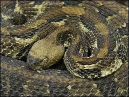 Comment s'appelle ce genre de serpent ?