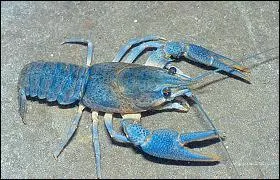 Comment s'appelle ce genre de crustac ?