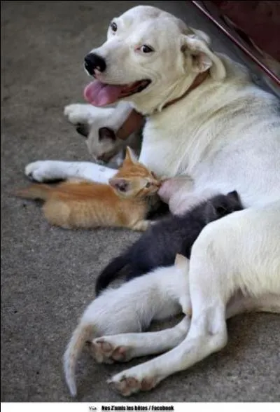 Il l'a pouss  bout, il va ...