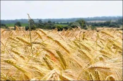 1030, le moine Raoul Glaber, raconte la famine en Bourgogne ...
