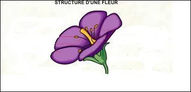 Comment s'appelle l'ensemble des organes mles d'une fleur ?