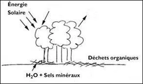 Compltez cette phrase :  C'est grce  la prsence d'eau, de chlorophylle, de lumire et  que peut avoir lieu la photosynthse des vgtaux.  
