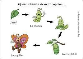 Qu'est-ce que la nymphose ?