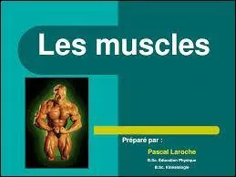 Lequel de ces muscles du corps humain se fatigue plus que l'autre ?