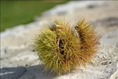 Voil, je me suis pique avec un pelou ! Saurez-vous trouver la bonne dfinition ?