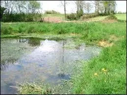 Que pouvait tre la cerbe, o les vaches allaient s'abreuver ?