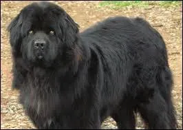 Quelle est cette race de chiens ?