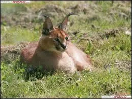 De quelle famille fait partie le caracal ?