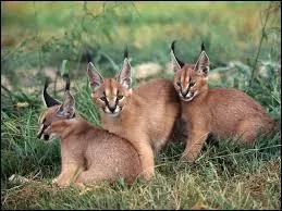 D'o vient le nom  caracal  ?