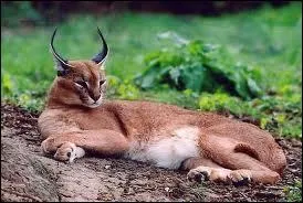 Jusqu' quel ge peut vivre le caracal ?