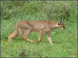 Quelle est la longueur d'un caracal ?