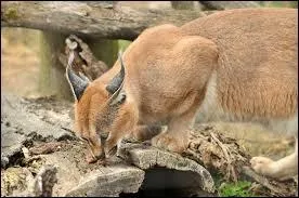 Quel est le poids d'un caracal ?