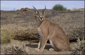 Quelle est la vitesse de pointe d'un caracal ?