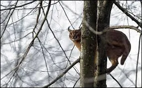 Le caracal vit plutt au sol, mais peut trs bien grimper aux arbres.