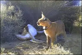 Que mange le caracal ?
