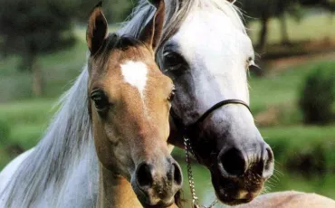 Quiz Poneys