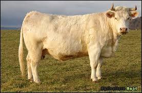 Quelle est la race de cette vache ?