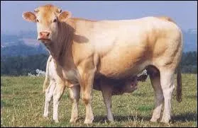 Quelle est la race de cette vache ?