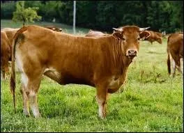 Quelle est la race de cette vache ?