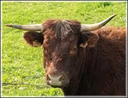 Quelle est la race de cette vache ?