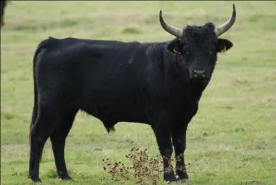 Quelle est la race de cette vache ?