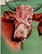 Quiz Vaches