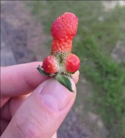 Le plus vieux pre du monde n'est pas prs de sucrer les fraises, il vit en Inde et a eu un deuxime enfant en 2012,  l'ge de :