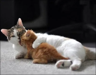 Dans ce film de 2013, le hros est un chat !