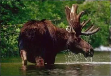Dans la fort canadienne vivent des animaux de taille imposante : les ... . On les nomme  lans  en Europe. Les mles, qui psent entre 500 et 700 kg, perdent en gnral leurs bois en novembre.
