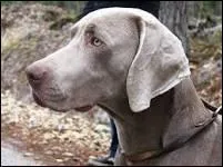 Quelle est cette race ?