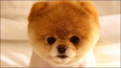 Comment s'appelle ce chien popularis par les rseaux sociaux ?