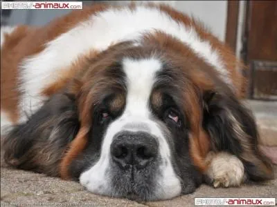 Quelle est cette race trop belle ?