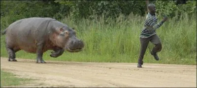 Les sentiments, cet animal les ressent , mais beaucoup moins avec les humains, o peut-on le trouver ?