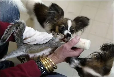 Il parat que la gourmandise est un vilain dfaut, a ne semble pas gner ...