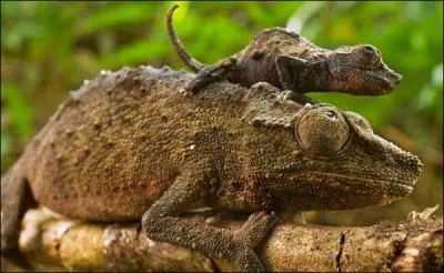 Attention cet animal a la rputation d'tre collant !