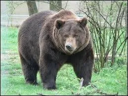 O vit l'ours brun ?