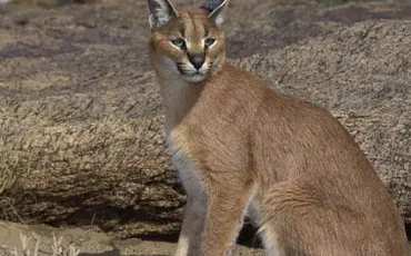 Quiz Felins