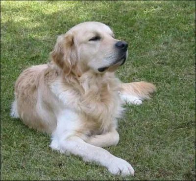 Quelle est cette race de chien ?