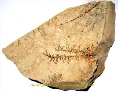 Quelle est la bonne écriture ?