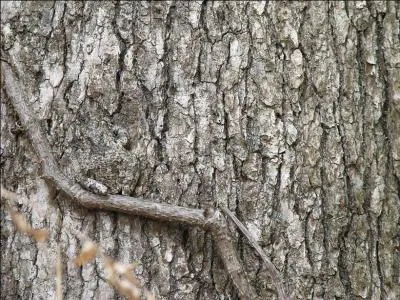 Ces animaux ne vivent pas tous dans l'eau, certaines espces sont arboricoles, alors que vois-tu ?
