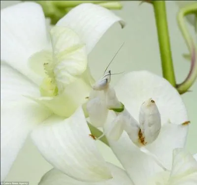 J'ai mis cette photo pour faire joli, car en fait, il n'y a aucun animal dessus, juste des fleurs !