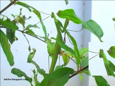 Si je te  prie  de regarder attentivement, ce n'est pas par hasard !